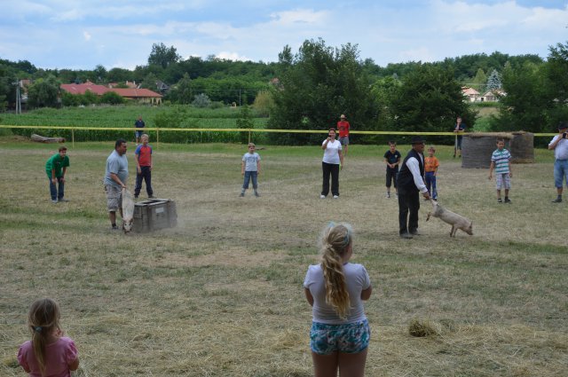 Ügyességi erőbajnokság